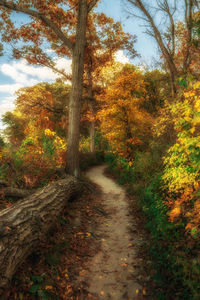 Dirt road amidst trees in forest