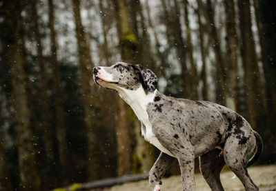 Close-up of dog standing against trees