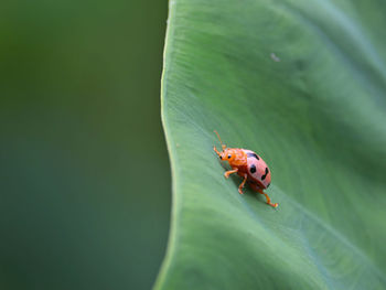 Close-up of ladybug on leaf