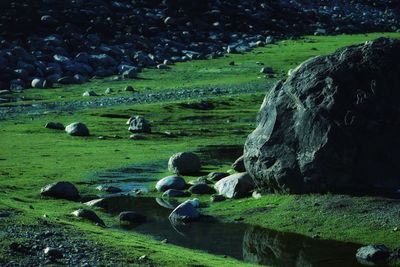 Sheep grazing on field