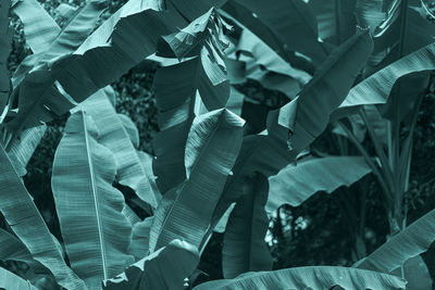 Cropped hand of woman holding leaves