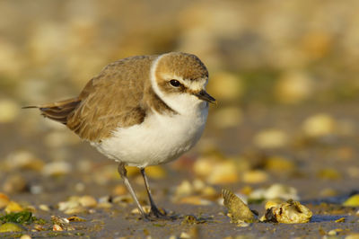 Close-up of a bird