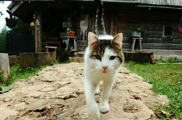 CLOSE-UP OF CAT IN FOOTPATH