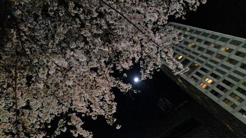 Low angle view of trees against sky at night