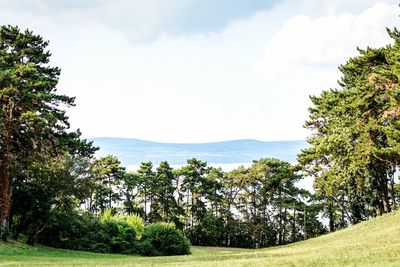 Trees on field against sky