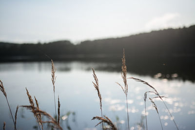 Close-up of plants against calm lake