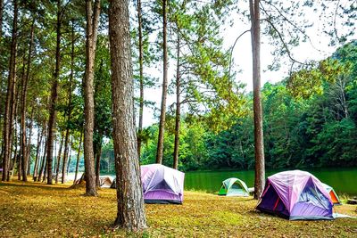 Tent in forest against sky