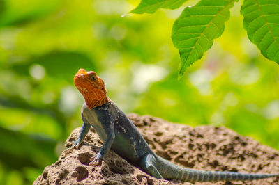 Close-up of lizard on tree