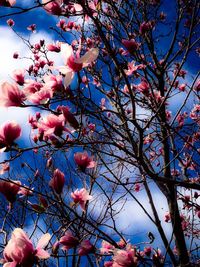 Low angle view of pink flowers blooming on tree