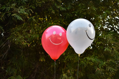 Close-up of balloons on tree
