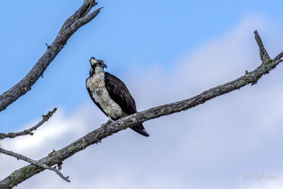 Low angle view of osprey perching on tree against sky