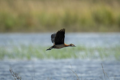 Bird flying over field