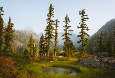 Scenic view of pine trees against sky