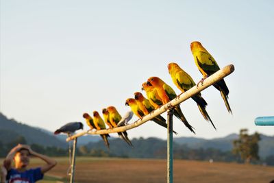 Row of sun parakeets perching on bamboo against sky