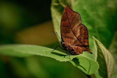 Dead leaf  butterfly sitting on green leaf
