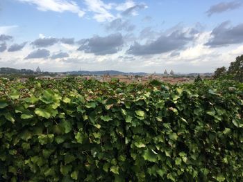 Close-up of fresh plants against sky