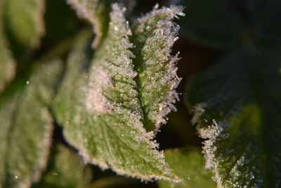 Close-up of frozen plant during winter