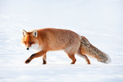 Full length of red fox walking on snow covered field