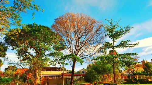 Low angle view of trees against clear sky