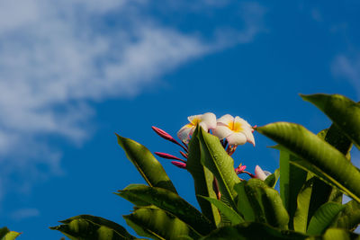 Low angle view of flowering plant against blue sky