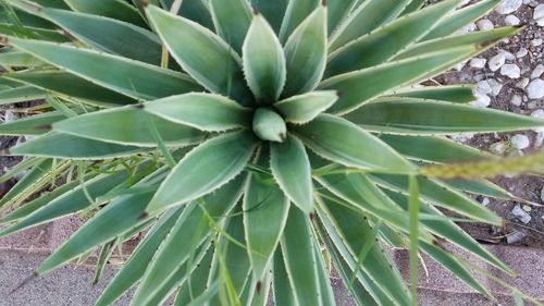 Close-up of succulent plant