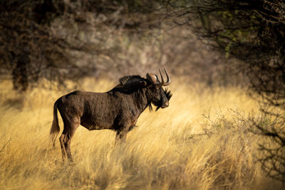 Black wildebeest stands under trees in profile