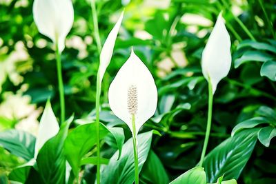 Close-up of plant growing on white background