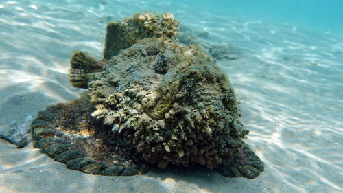 Stone fish - synanceiidae. ocean wart - this fish of the family synanceiidae grows up to 27 cm.