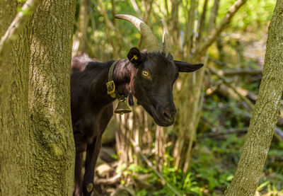 Goat standing by tree at forest