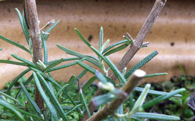 Close-up of grass on field