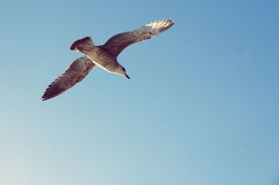 Low angle view of eagle flying in sky