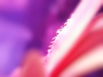 Macro shot of pink flower