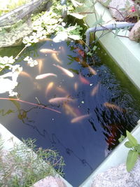 High angle view of fish swimming in lake