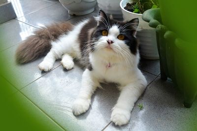 High angle view of cat sitting on floor