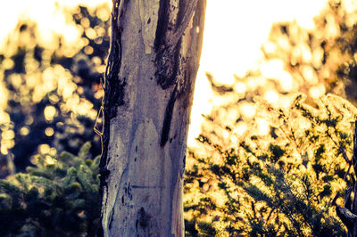 Close-up of tree trunk