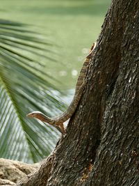 Close-up of lizard on tree trunk