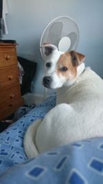 Close-up of dog on bed at home