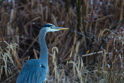 Close-up of heron perching by plants on field