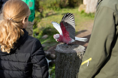 Rear view of girl looking at galah bird perching on tree stump