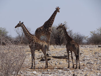 A giraffe stands alone in the steppe of the etosha national park on a sunny autumn day in namibia