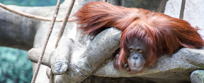 Monkey laying in a tree