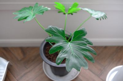 High angle view of potted plant on table