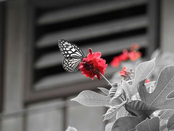 Close-up of butterfly on red flowers