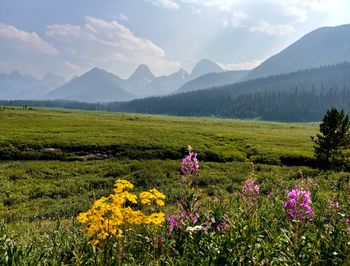 Mountain meadow morning