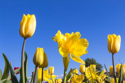 Close-up of yellow flowering plants against blue sky