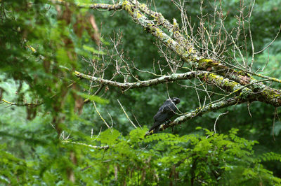 Bird perching on a tree