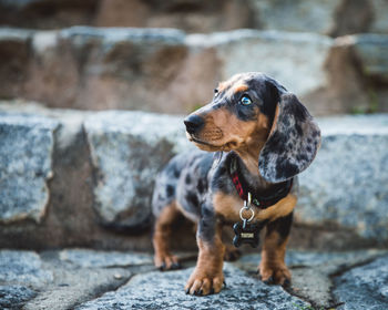 Close-up puppy looking away