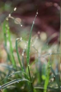 Close-up of water drops on grass