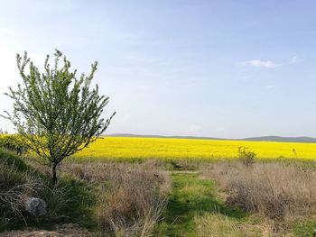 Yellow flowers on field against sky