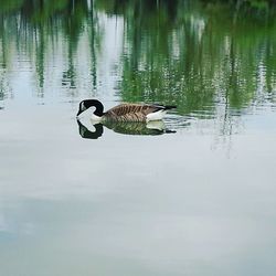 Swan swimming on lake